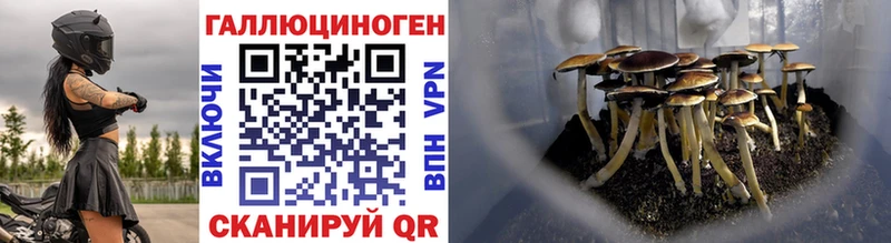 купить наркотики сайты  Алатырь  blacksprut онион  Псилоцибиновые грибы Cubensis 